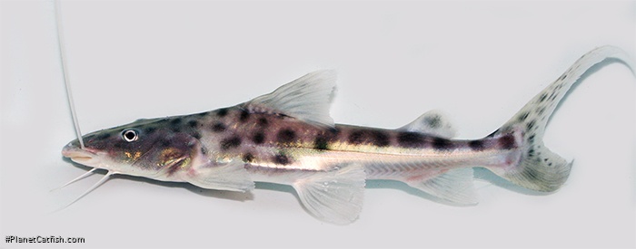 Brachyplatystoma filamentosum