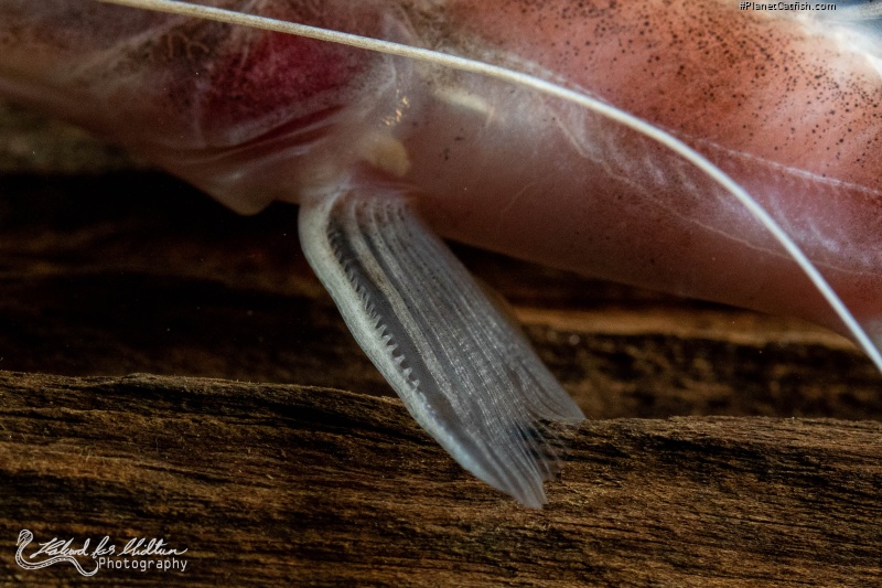 Brachyplatystoma tigrinum
