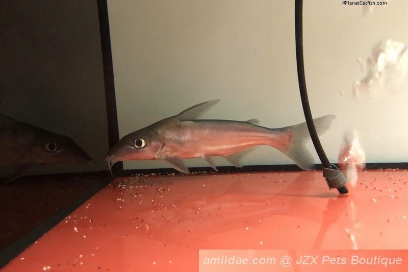Conorhynchos conirostris