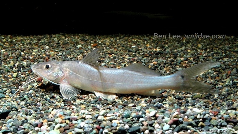 Megalonema platycephalum