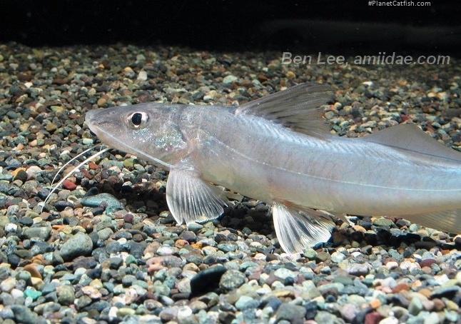 Megalonema platycephalum