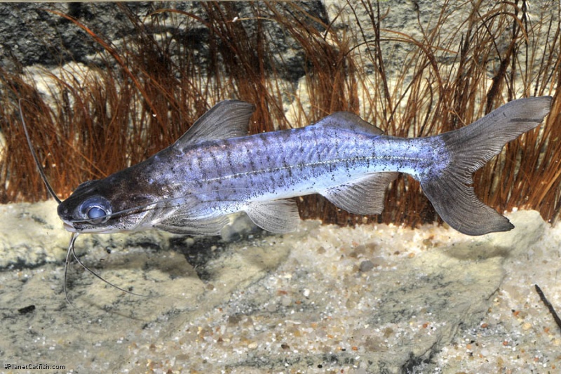 Parapimelodus sp. `MANAUS`