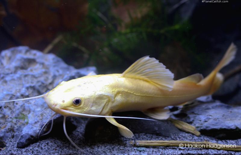 Phractocephalus hemioliopterus