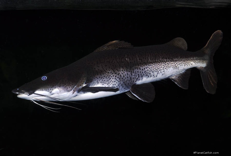 Phractocephalus sp. hybrid(1)