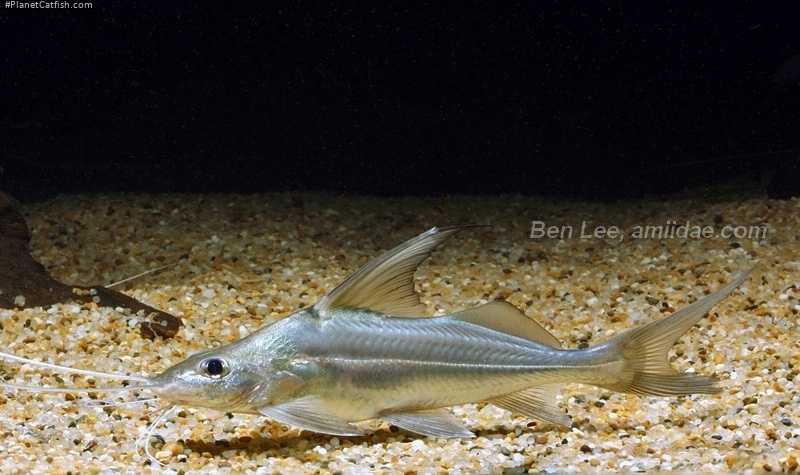 Pimelodus albicans