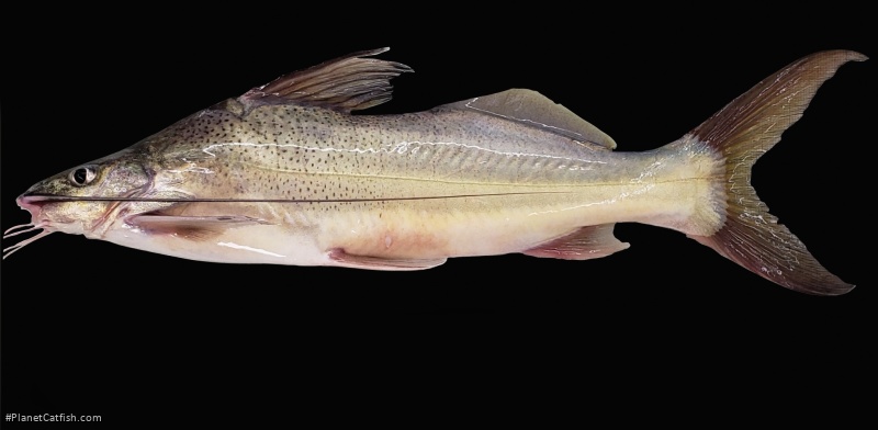 Pimelodus grosskopfii
