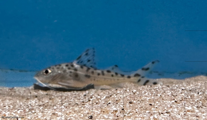 Pimelodus pictus