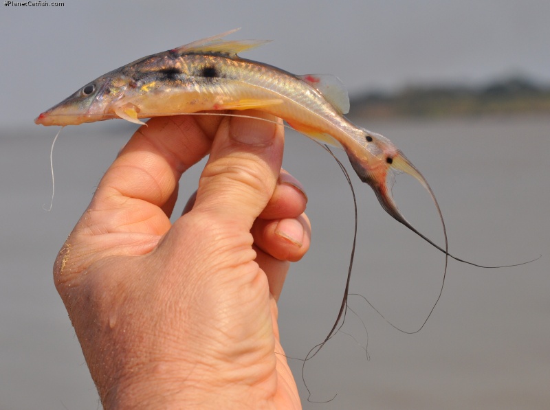 Platysilurus mucosus