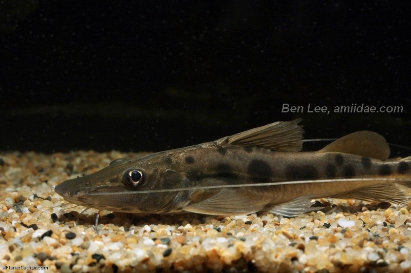 Platysilurus mucosus