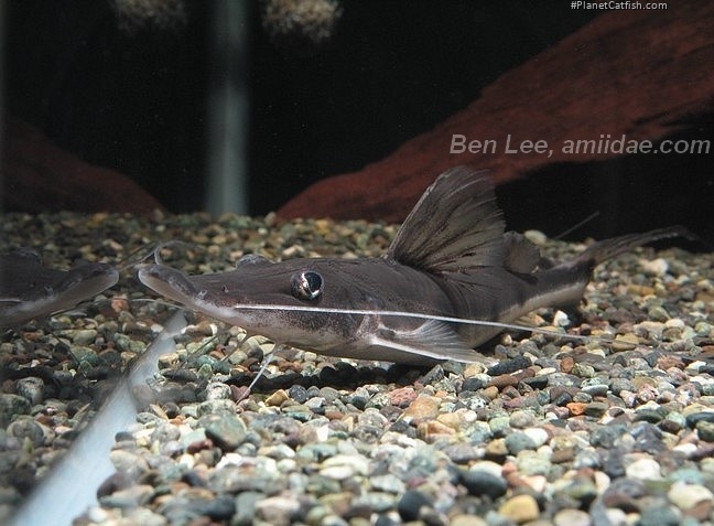 Platystomatichthys sturio