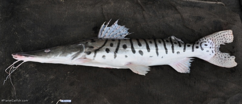 Pseudoplatystoma metaense