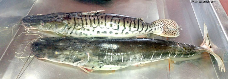 Pseudoplatystoma reticulatum