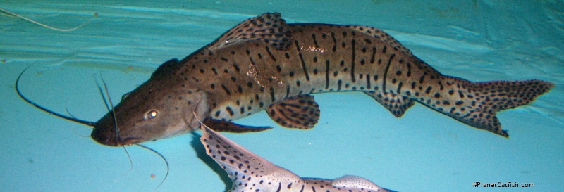 Pseudoplatystoma sp. hybrid(4)