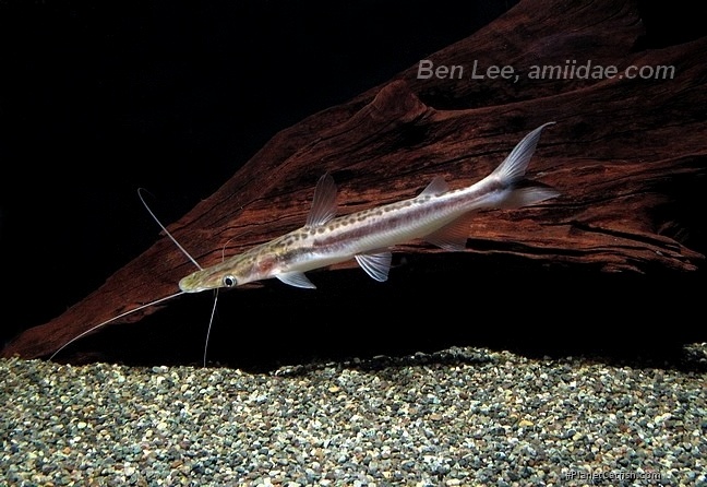 shovelnose catfish care