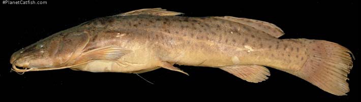 Steindachneridion amblyurum
