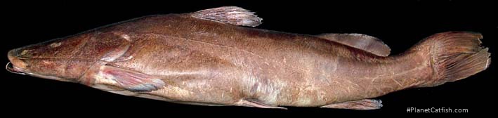 Steindachneridion melanodermatum