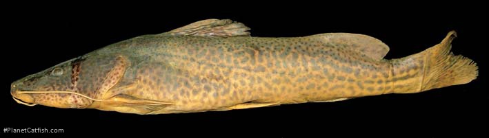 Steindachneridion parahybae