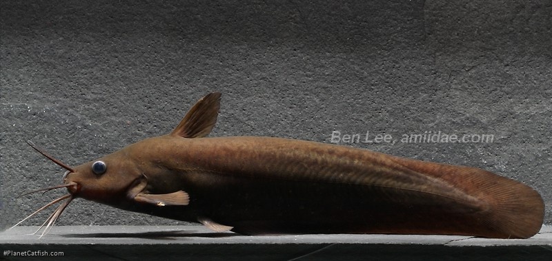 Neosilurus brevidorsalis