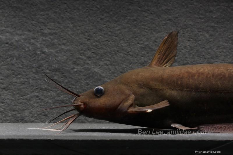 Neosilurus brevidorsalis