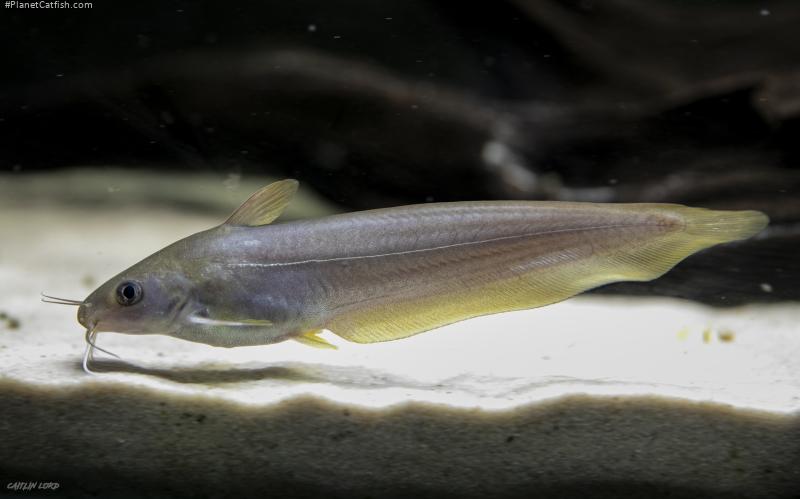 Neosilurus hyrtlii