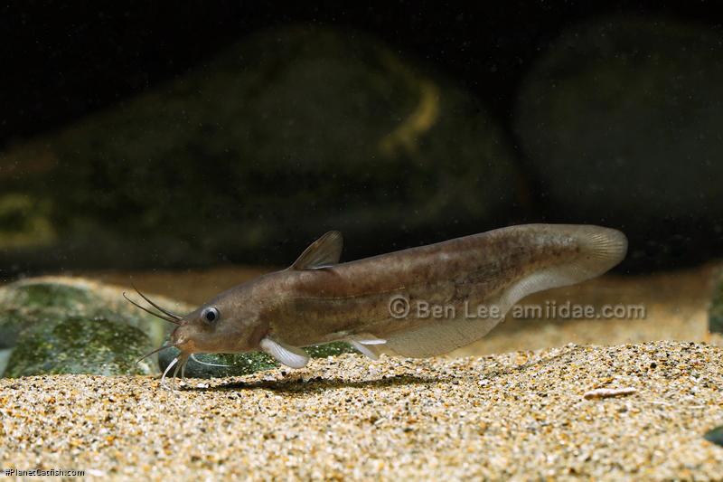 Neosilurus novaeguineae
