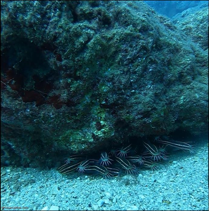 Plotosus lineatus
