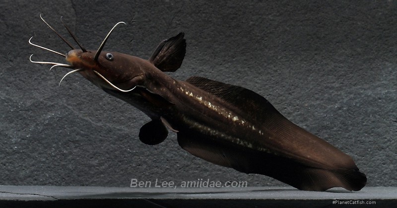 Plotosus papuensis