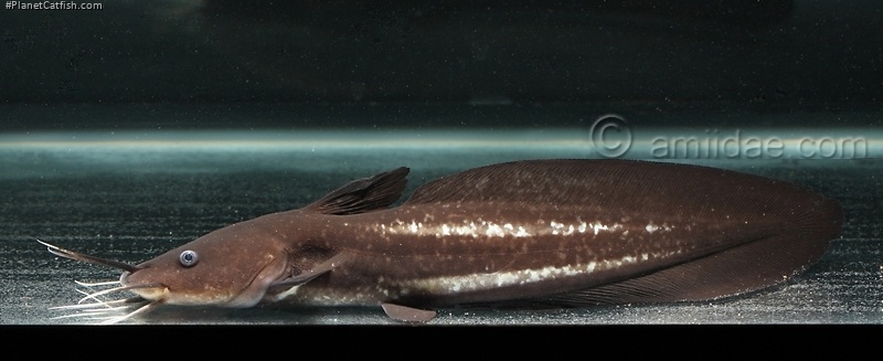 Plotosus papuensis