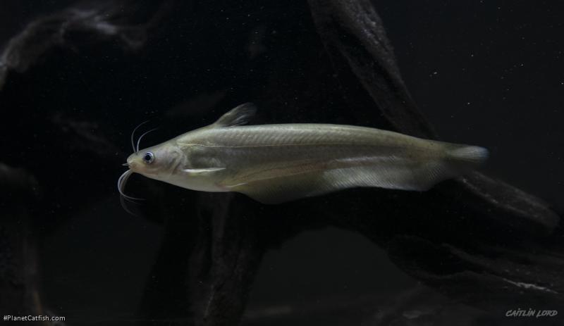 Porochilus rendahli