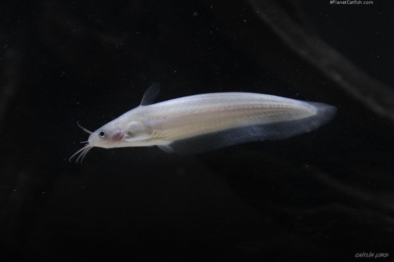 Porochilus rendahli