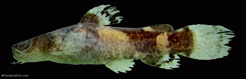 Batrochoglanis acanthochiroides