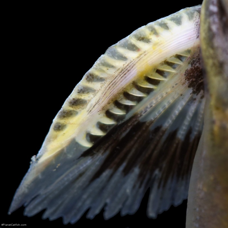 Batrochoglanis transmontanus