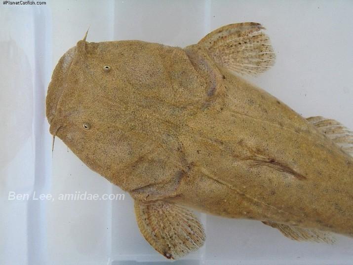 Lophiosilurus alexandri