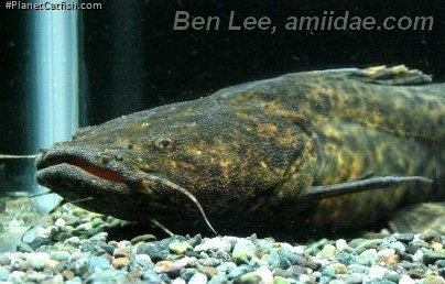 Lophiosilurus apurensis