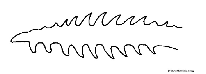 Microglanis aff. iheringi