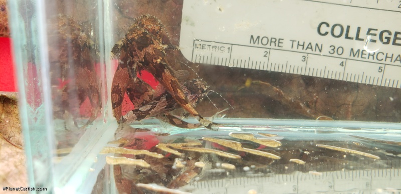 Microglanis aff. poecilus