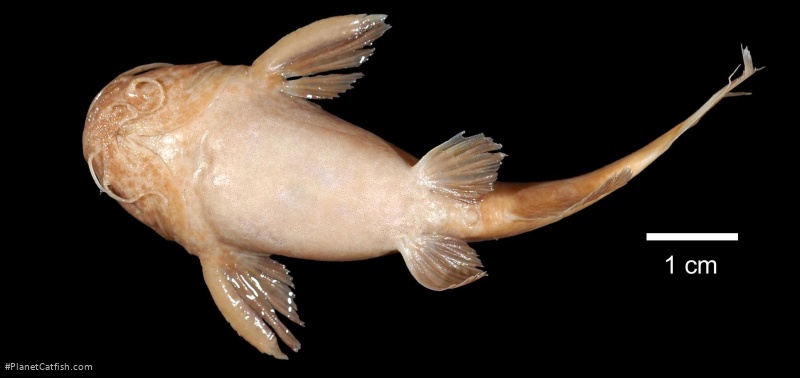 Microglanis ater