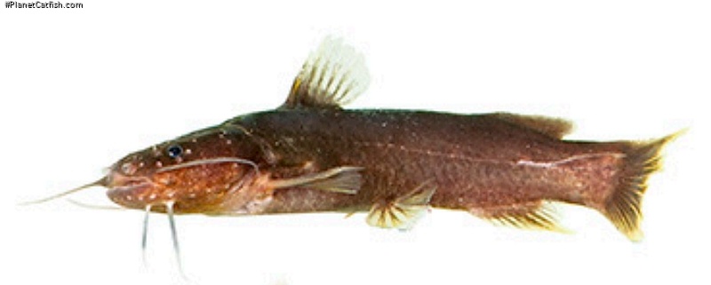 Microglanis berbixae