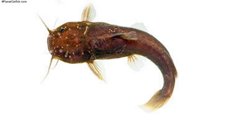 Microglanis berbixae
