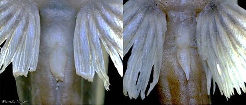 Microglanis berbixae