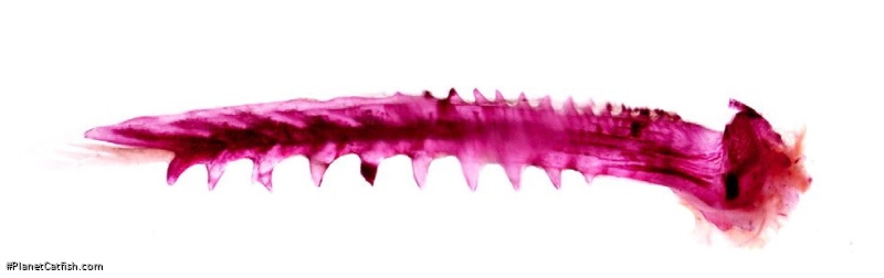 Microglanis berbixae