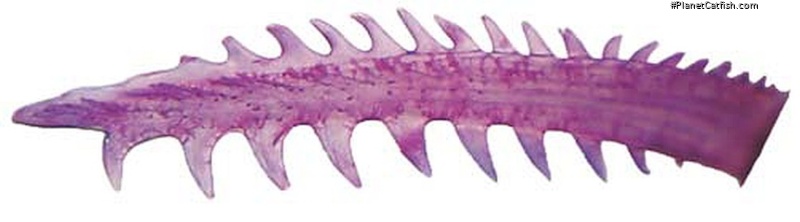 Microglanis carlae