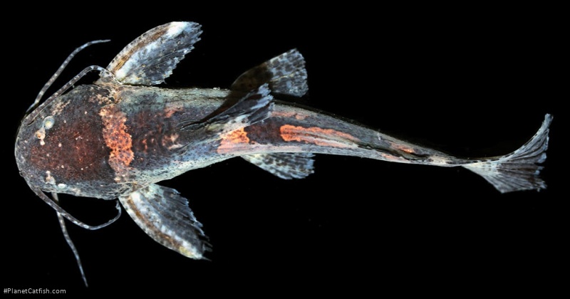 Microglanis cibelae
