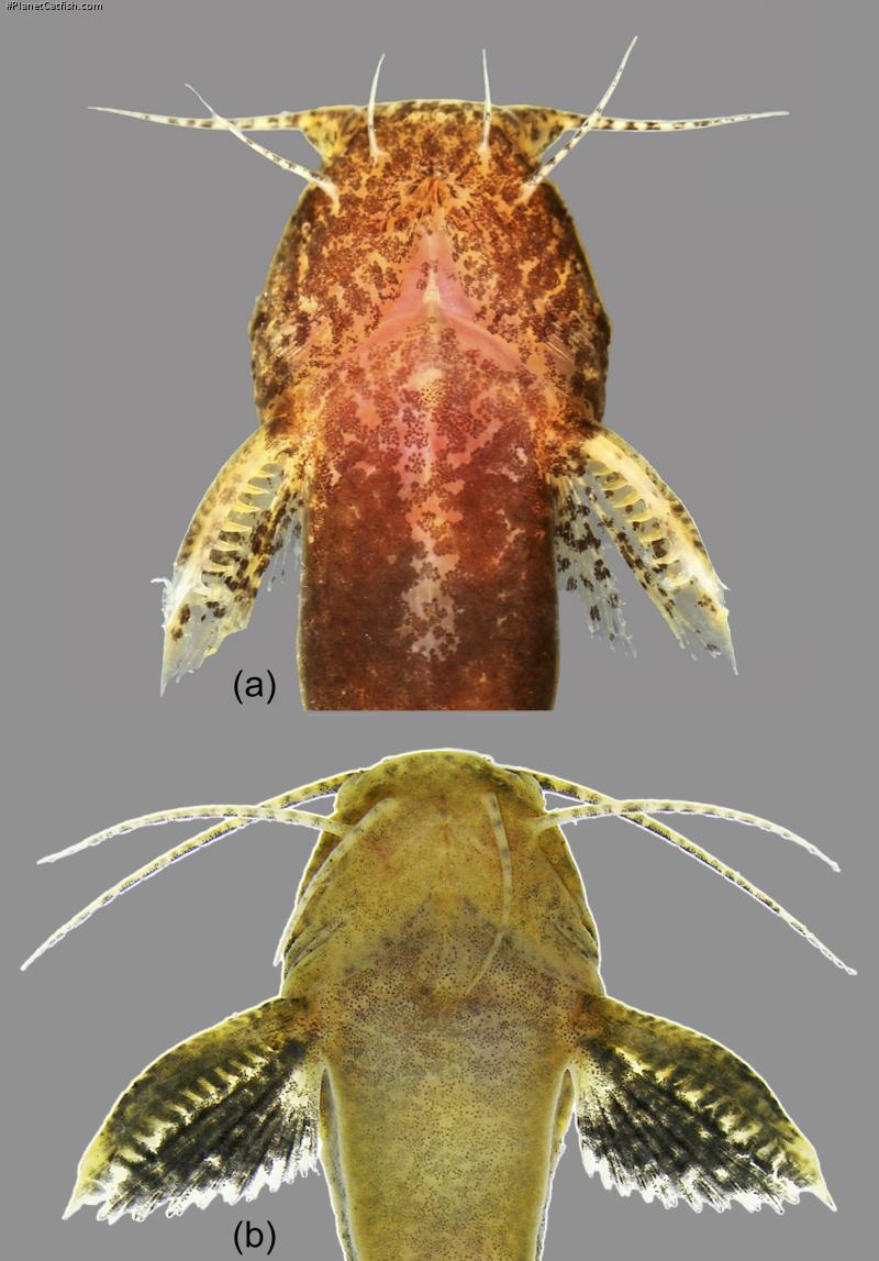 Microglanis cibelae
