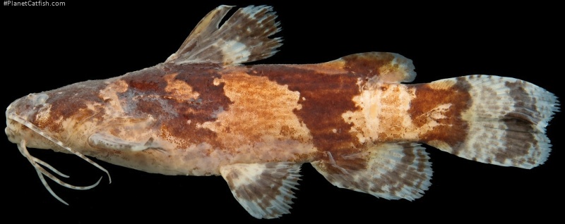 Microglanis cottoides