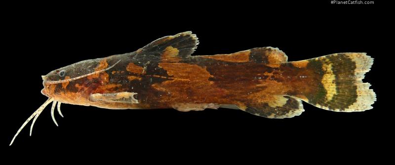 Microglanis cottoides