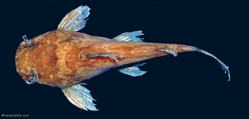 Microglanis garavelloi