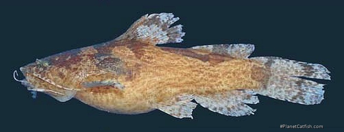 Microglanis garavelloi