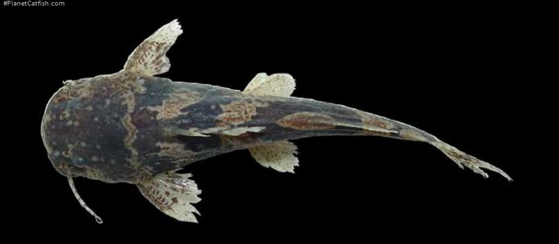 Microglanis leptostriatus