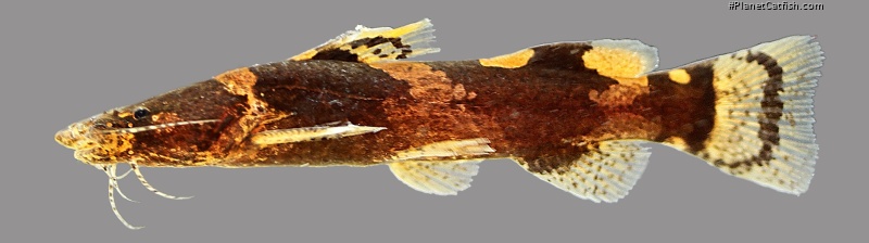 Microglanis lucenai